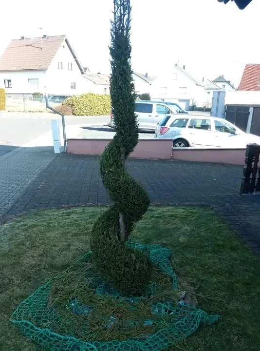 Strauch mit einem Formschnitt