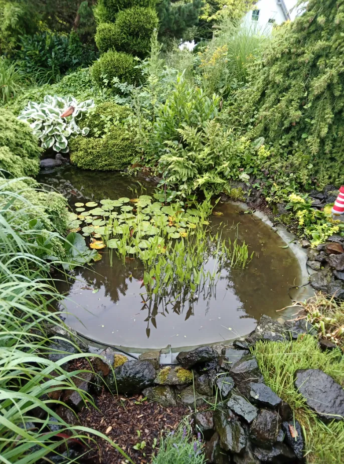 Gartenteich Zugewachsener Gartenteich
