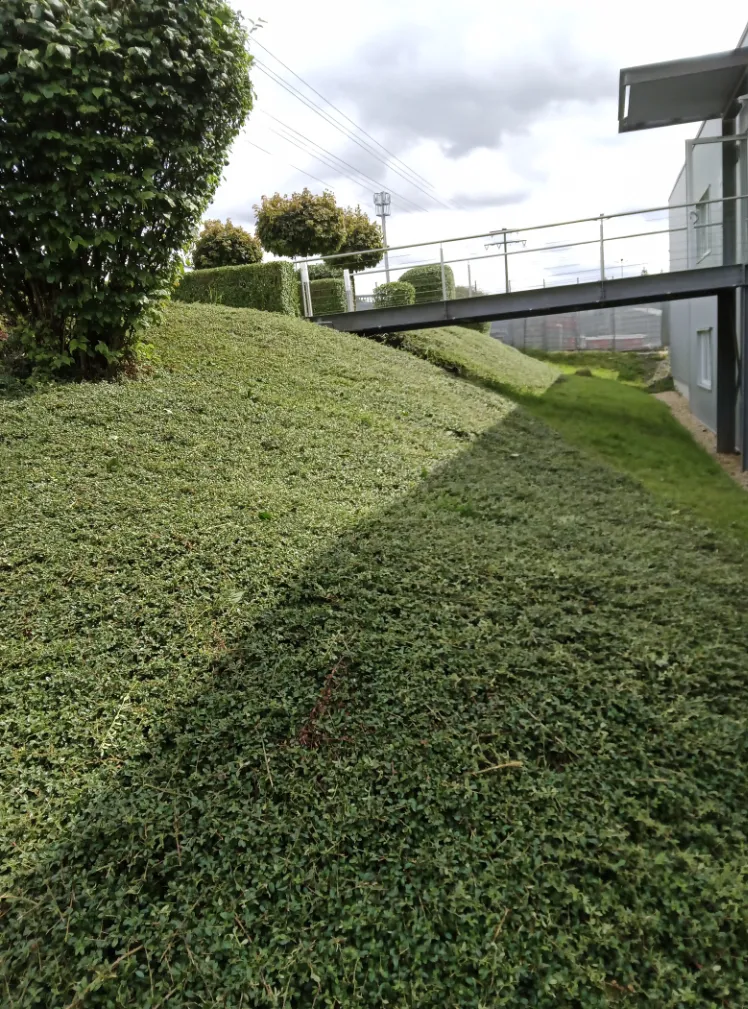 Zurückgeschnittene Büsche am Hang
