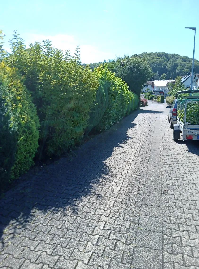 Ungeschnittene Hecken Heckenreihe ohne Schnitt