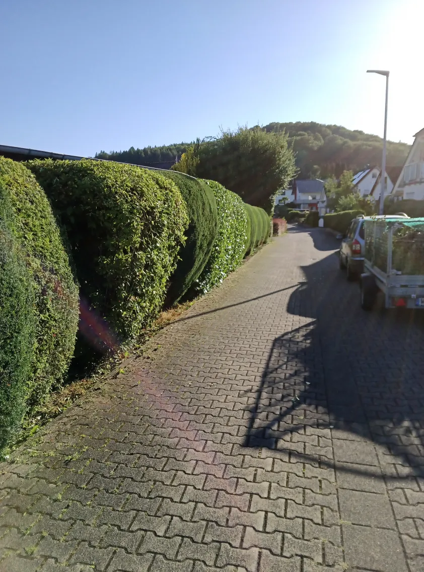 In Form geschnittene Heckenreihe