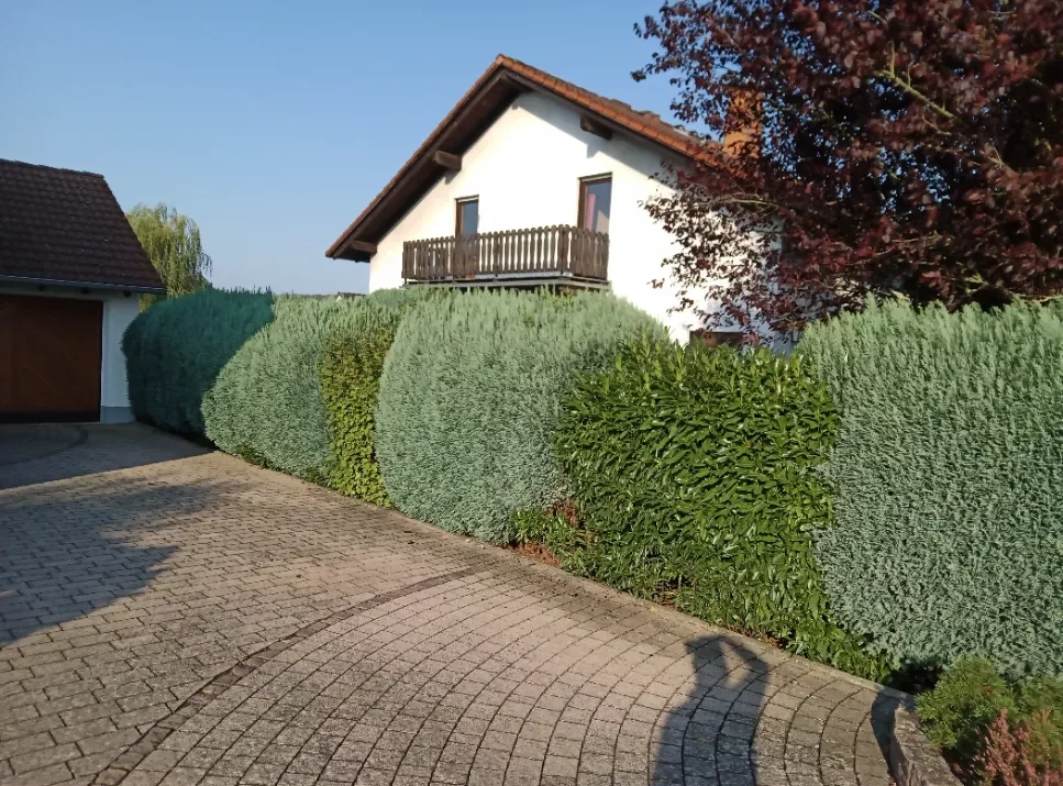 Hecken an einer Garageneinfahrt