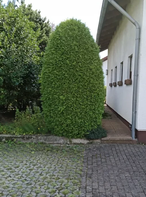 Ungeschnittene Hecke Gartenhecke ohne Formschnitt