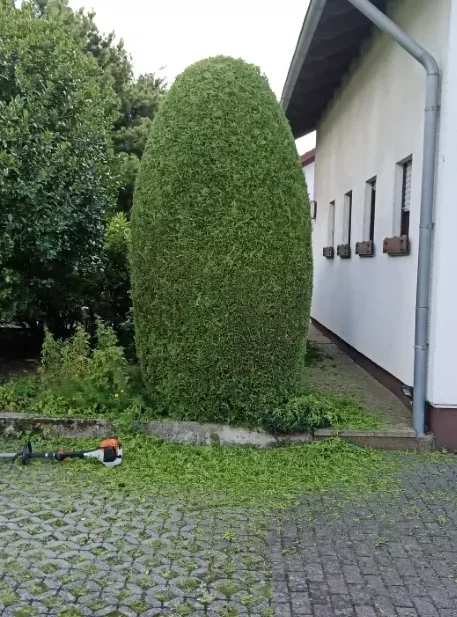 Gartenhecke mit Formschnitt
